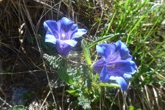 Lacherspitz4